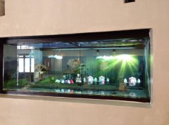 幻影成像技術的應用概述